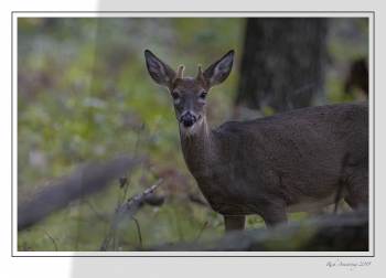spike buck in velvet copy.jpg